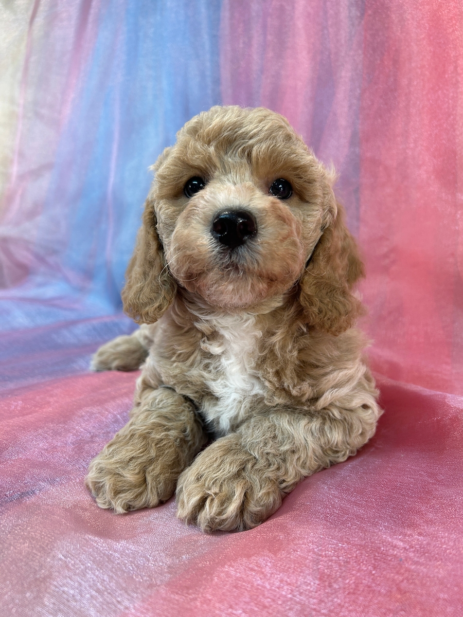 Male Bichon Poodle Pup for Sale in Iowa DOB 3-15-2025 $950